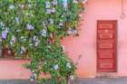 Cuba, Cienfuegos. Street scenes and old buildings and doors. Bougainvillea vines growing on wall. Art Print